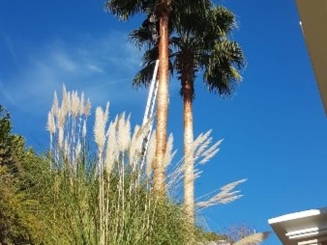 Nettoyage de tronc de palmier Washingtonia à Mandelieu La Napoule