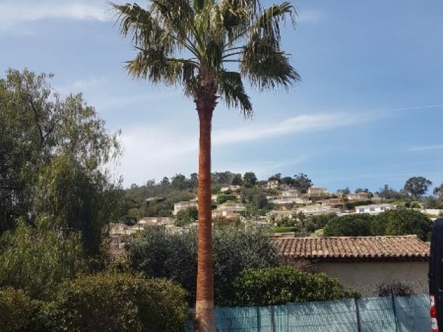Mandelieu La Napoule, taille de tronc de palmier washingtonia.