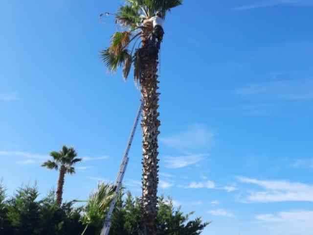 Nettoyage de tronc de palmier Washingtonia à Mandelieu La Napoule