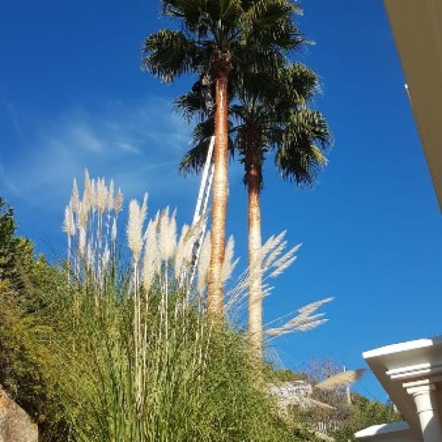 Nettoyage de tronc de palmier à Mandelieu La Napoule